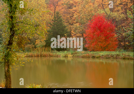 Rural pond in fall with cattails and still water in American Midwest, USA Stock Photo