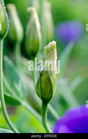 Eustoma, Lisianthus purple bud closed in morning dew, Maine, USA Stock Photo