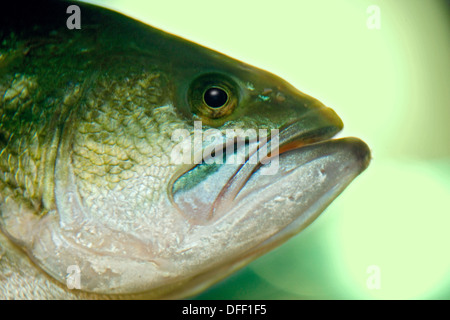 Largemouth bass close up Stock Photo - Alamy