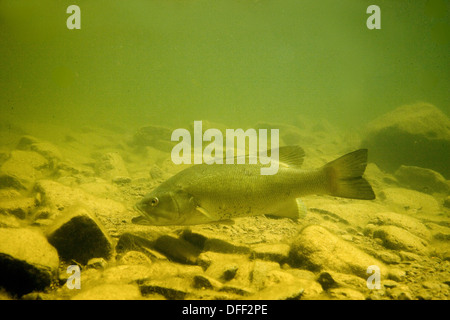 Smallmouth bass in stream Stock Photo