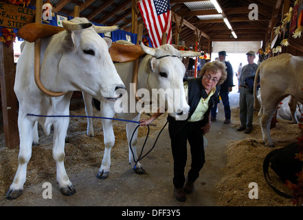A woman leads her oxen from a barn at the Fryeburg Fair, Fryeburg, Maine, USA Stock Photo