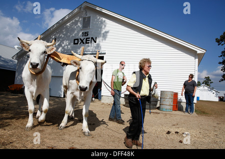 A woman leads her oxen from a barn at the Fryeburg Fair, Fryeburg, Maine, USA Stock Photo