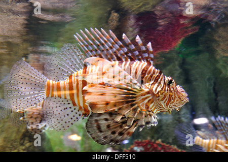 Volitans Lion fish. Clear water Stock Photo
