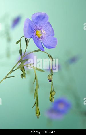 Flax flowers close up on a green background Stock Photo