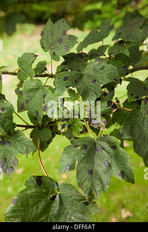Tar Spot fungus on sycamore leaf Stock Photo