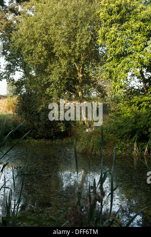 Pond on village green Plumstead Norfolk UK Stock Photo