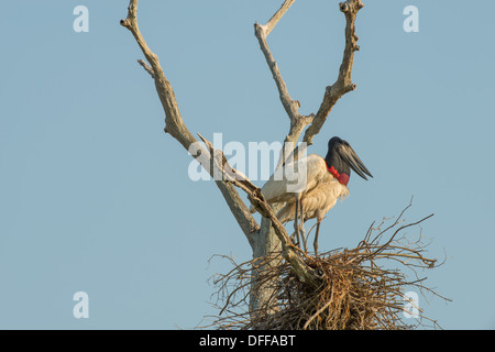 Stock photo of nesting jabiru storks, Pantanal, Brazil. Stock Photo