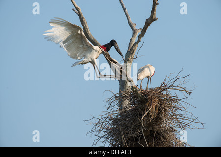 Stock photo of nesting jabiru storks, Pantanal, Brazil. Stock Photo