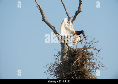 Stock photo of nesting jabiru storks, Pantanal, Brazil. Stock Photo