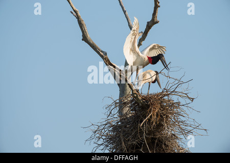 Stock photo of nesting jabiru storks, Pantanal, Brazil. Stock Photo