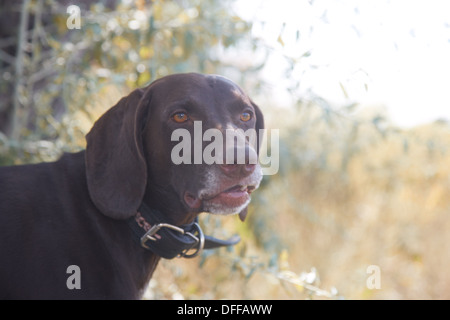 German short haired pointer outdoors Stock Photo
