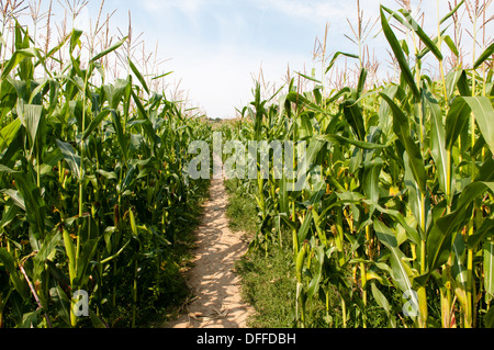 Sun-dried path cutting through a field of 5ft high lush green corn maize growing in an English farmer's field in Dorset Stock Photo