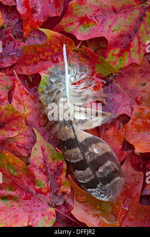 Rain drops on Great Horned Owl feather resting on autumn Red Maple leaves Acer rubrum Eastern USA, by Skip Moody/Dembinsky Photo Assoc Stock Photo