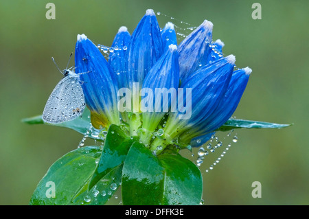 Eastern Tailed-Blue Butterfly (Cupido comyntas) on Bottle Gentians (Gentiana andrewsii) Eastern USA, by Skip Moody/Dembinsky Photo Assoc Stock Photo