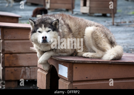 close up portrait of noble sled dog a Chukchi husky breed laying on its doghouse Stock Photo