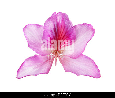 pink butterfly isolated on a white background Stock Photo - Alamy