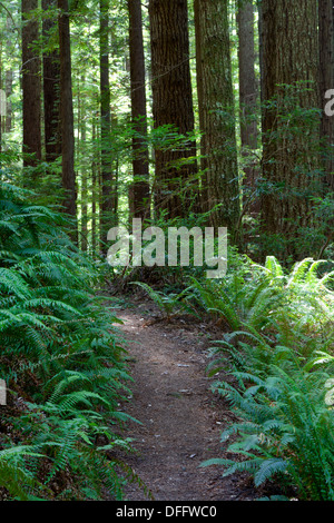 Redwoods, Douglas Fir, and ferns line the trail at Oregon Redwoods Trail in the Siskiyou National Forest near Brookings, Oregon.