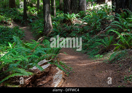 Redwoods, Douglas Fir, and ferns line the trail at Oregon Redwoods Trail in the Siskiyou National Forest near Brookings, Oregon. Stock Photo