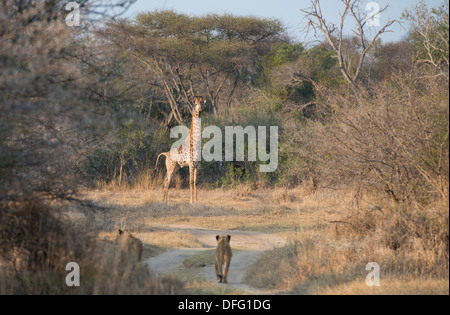 two lioness tracking a giraffe Stock Photo