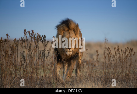 african male lion walking towards camera in open land Stock Photo
