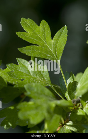 common hawthorn, crataegus monogyna Stock Photo