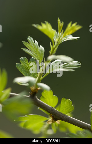 common hawthorn, crataegus monogyna Stock Photo