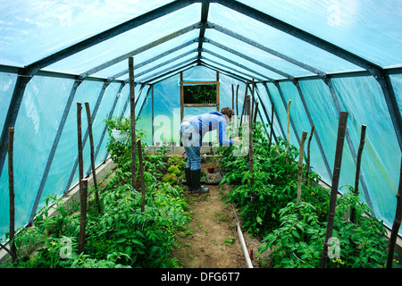 A young adult woman working in greenhouse, Poland. Stock Photo