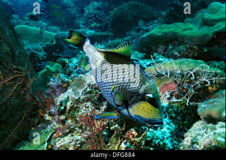 Giant Triggerfish, Balistoides viridescens, Raja Ampat, West Papua ...