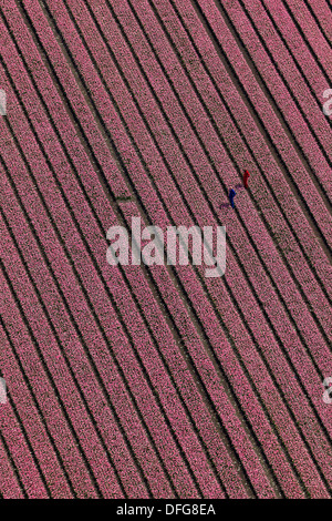 Tulip field, aerial view, Zuidoost-Beemster, Beemster, province of North Holland, The Netherlands Stock Photo