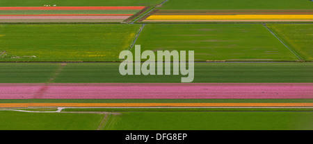 Tulip fields, aerial view, Zuidoost-Beemster, Beemster, province of North Holland, The Netherlands Stock Photo