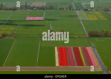 Tulip fields, aerial view, Zuidoost-Beemster, Beemster, province of North Holland, The Netherlands Stock Photo