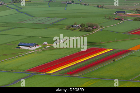 Tulip fields, aerial view, Spierdijk, Wester-Koggenland, province of North Holland, The Netherlands Stock Photo