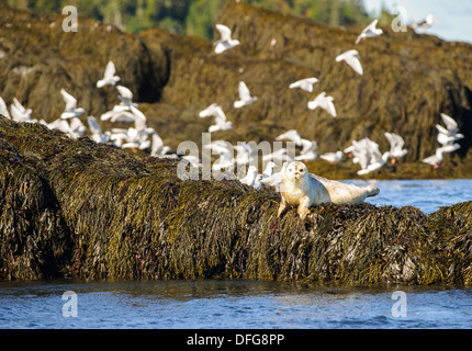 white harbour seal pup on seaweed filled rock in the Bay of Fundy Stock Photo