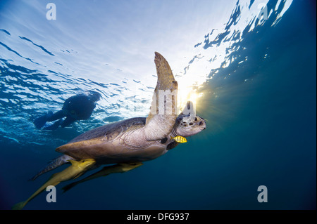 Green Sea Turtle (Chelonia mydas) going to the water surface to breathe air, Red Sea Governorate, Egypt Stock Photo