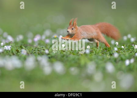 Red Squirrel or Eurasian Red Squirrel (Sciurus vulgaris), running, Saxony, Germany Stock Photo