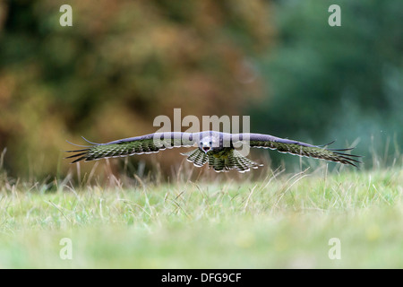 Common Buzzard (Buteo buteo) approaching, Wildpark Neuhaus, Neuhaus im Solling, Lower Saxony, Germany Stock Photo