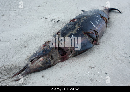 Sowerby's Beaked Whale (Mesoplodon bidens), found dead, East Frisian Islands, East Frisia, Lower Saxony, Germany Stock Photo