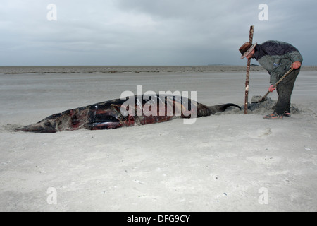 Sowerby's Beaked Whale (Mesoplodon bidens), found dead, East Frisian Islands, East Frisia, Lower Saxony, Germany Stock Photo