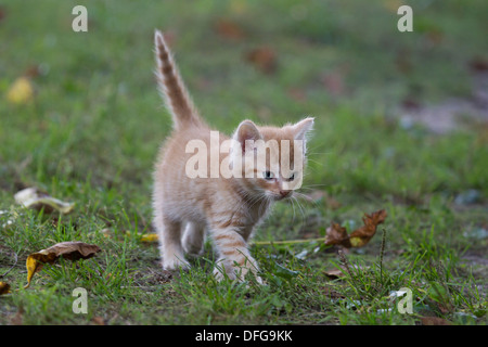 Red tabby kitten walking on grass, Germany Stock Photo