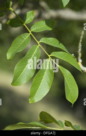 common walnut, juglans regia Stock Photo