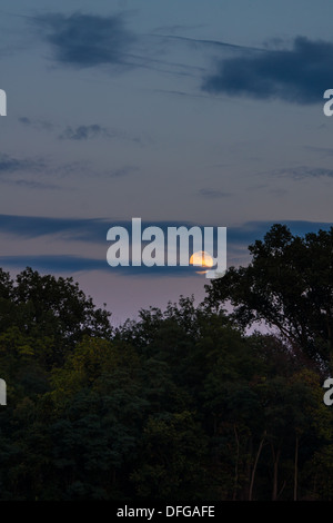 The full harvest moon of September rises over the tree tops. Stock Photo