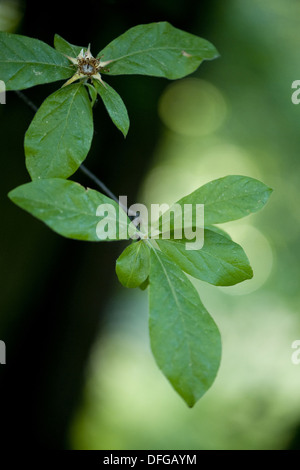 medlar, mespilus germanica Stock Photo