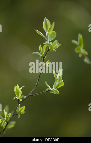 medlar, mespilus germanica Stock Photo