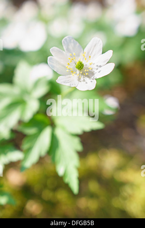 Closeup of single wood anemone flower in forest at spring Stock Photo