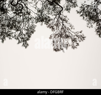 Tree, Trees, Branches, Forest, Silhouettes Stock Photo - Alamy