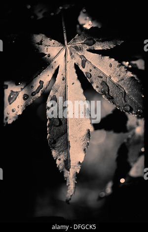 Closeup of a wet leaf of Norway Maple (Acer platanoides Schwedleri) Stock Photo