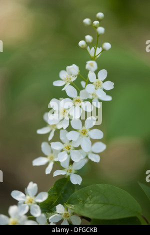 bird cherry, prunus padus Stock Photo