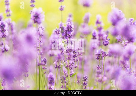 Field of purple lavender flowers in summer Stock Photo
