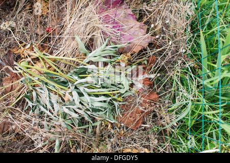 High angle view of compost bin filled with biodegradable garden waste Stock Photo