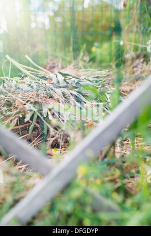 High angle view of compost bin filled with biodegradable garden waste Stock Photo